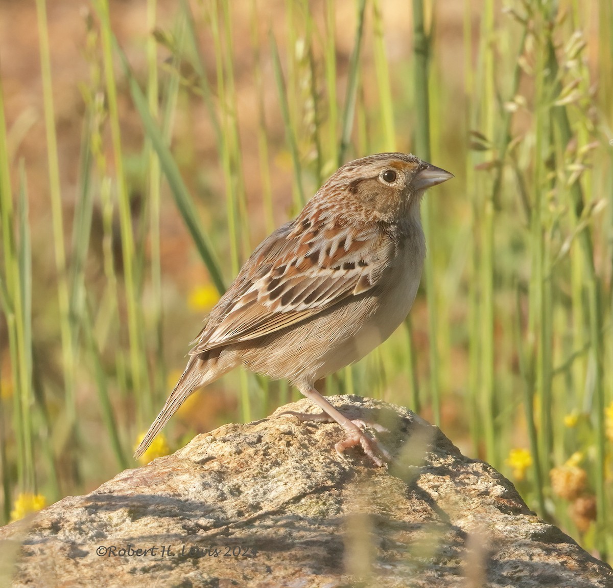 Grasshopper Sparrow - Robert Lewis