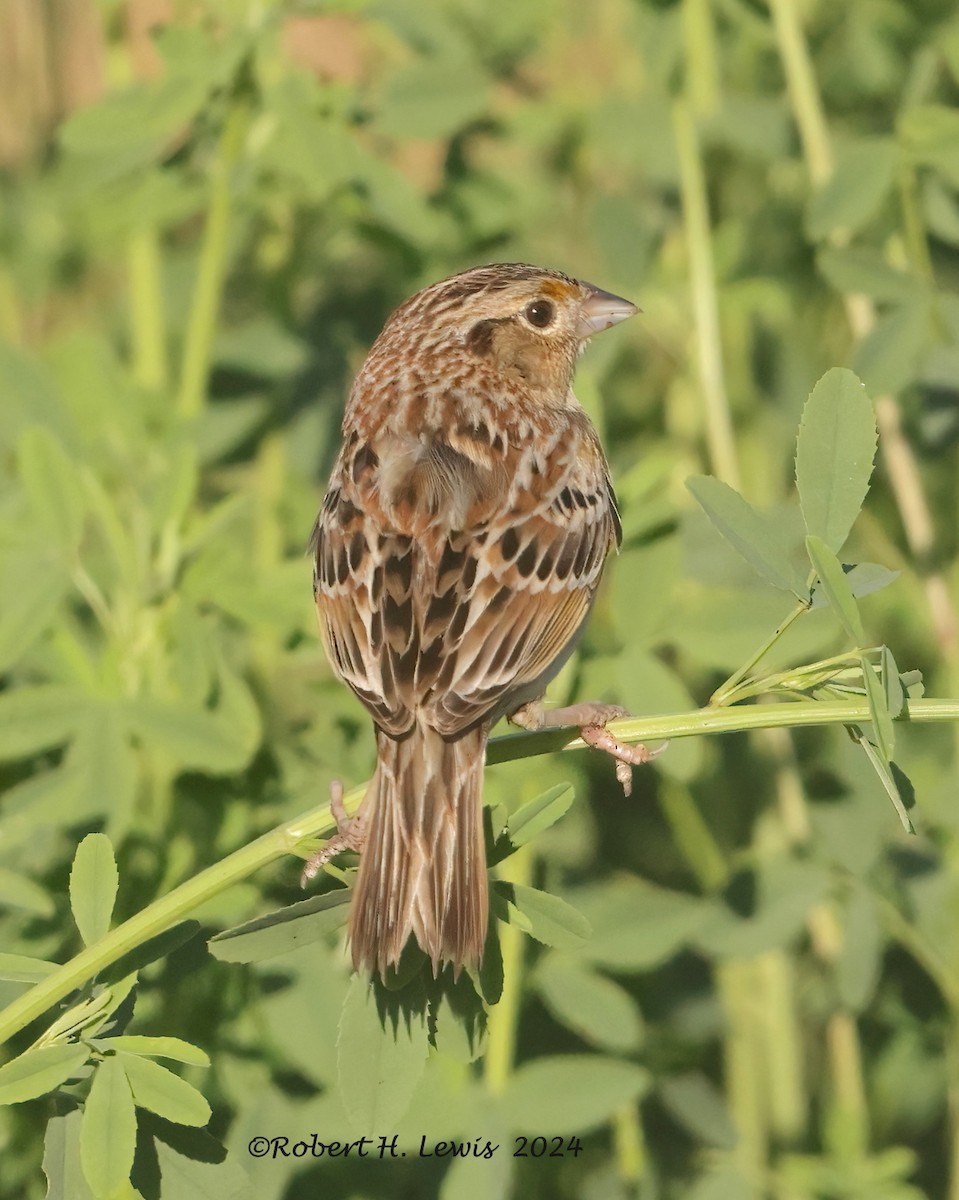 Grasshopper Sparrow - Robert Lewis