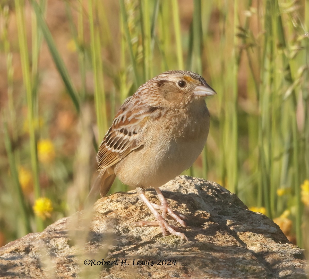 Grasshopper Sparrow - Robert Lewis