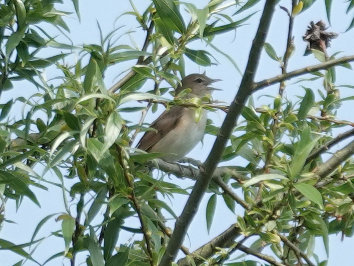 Garden Warbler - Barry Reed