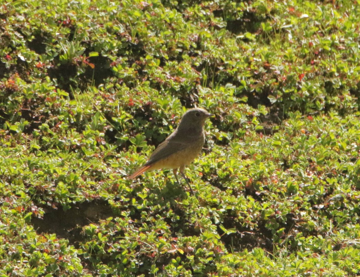 Black Redstart - Meruva Naga Rajesh