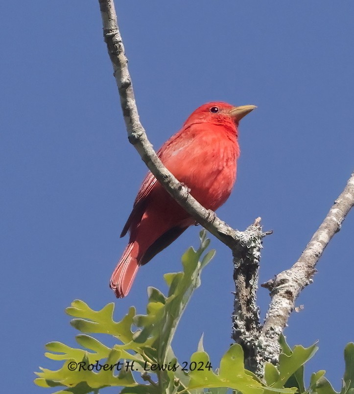 Summer Tanager - Robert Lewis