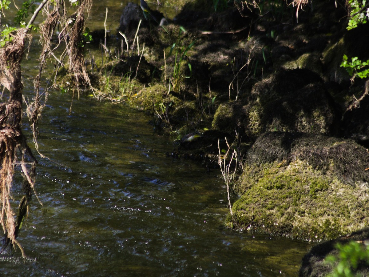 Gray Wagtail - Charlie Lyons