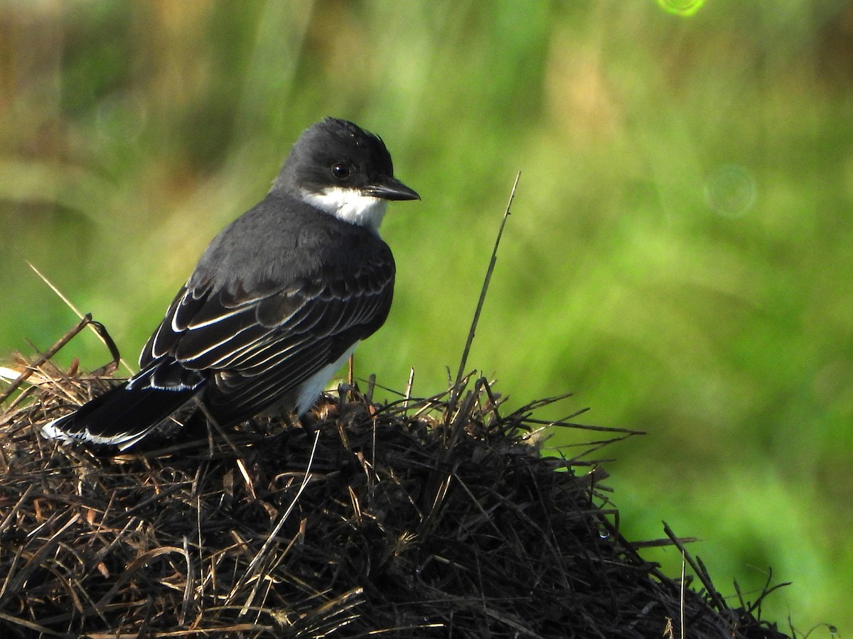 Eastern Kingbird - Pete Huffer