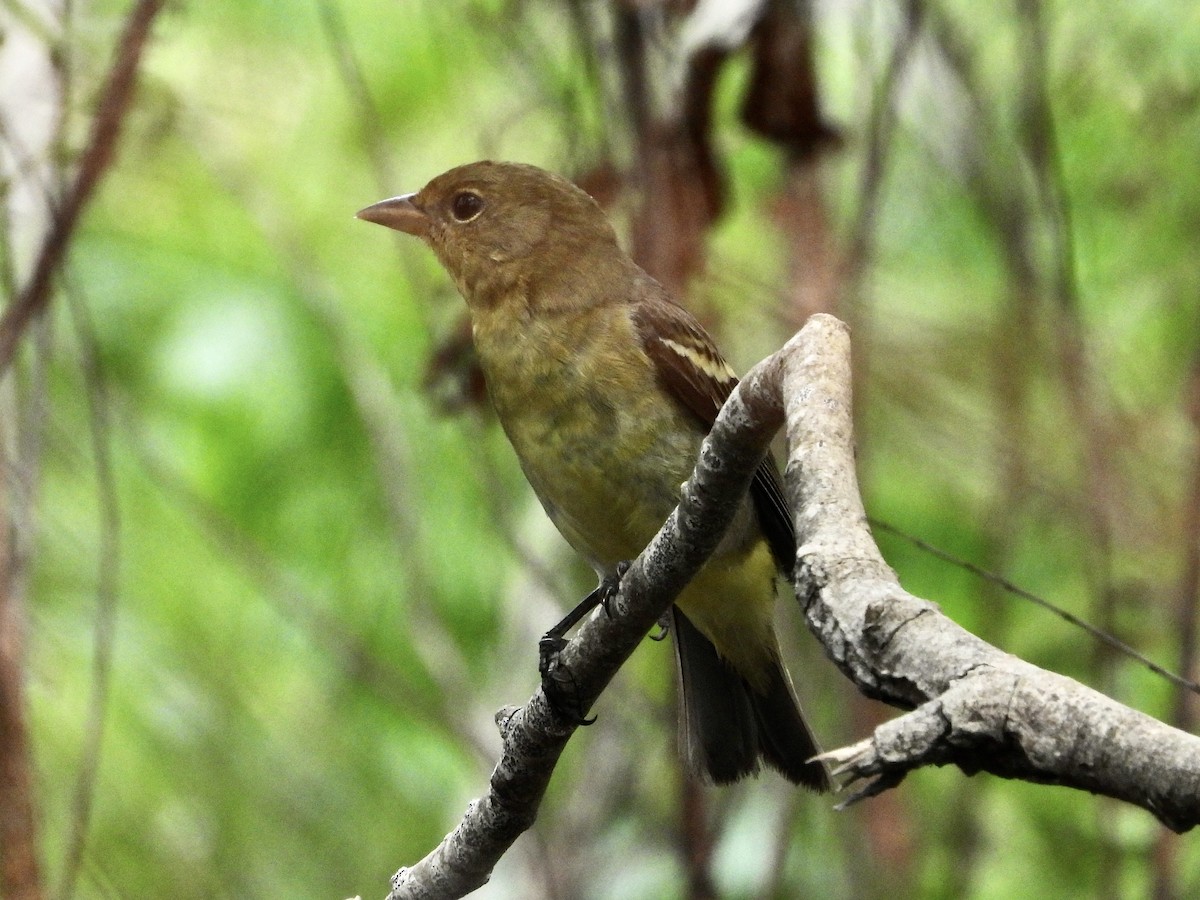 Western Tanager - Zadok P