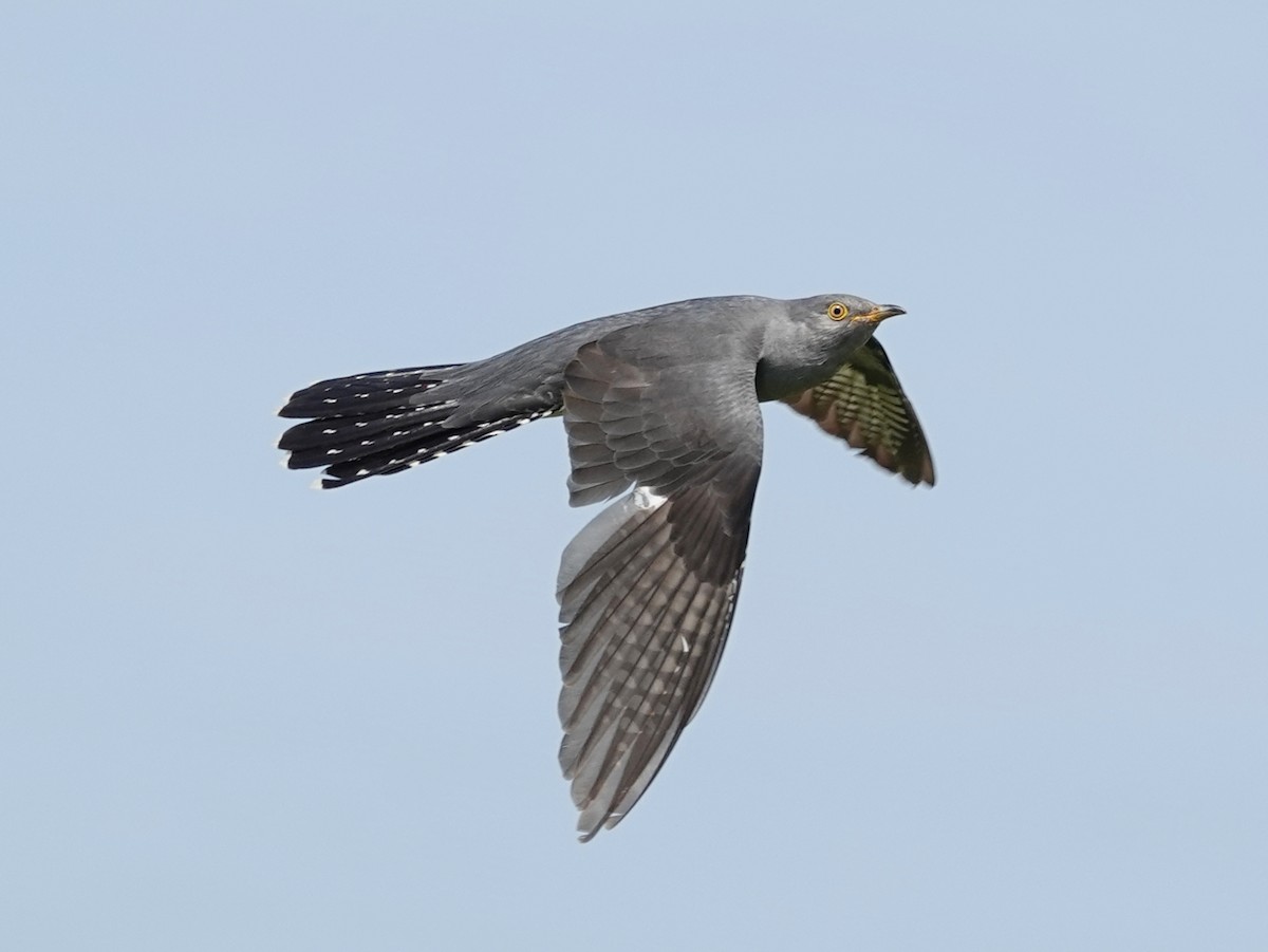 Common Cuckoo - ML618824372