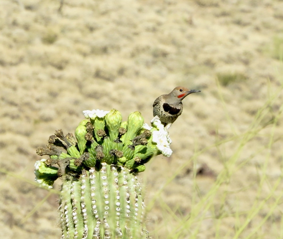 Gilded Flicker - Lisa Miller