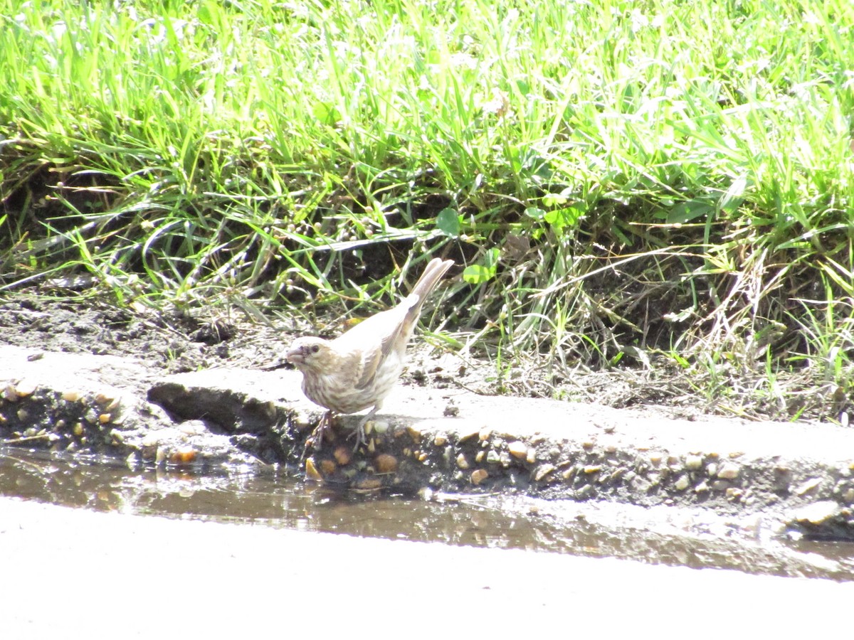 House Finch - Vonte Lee