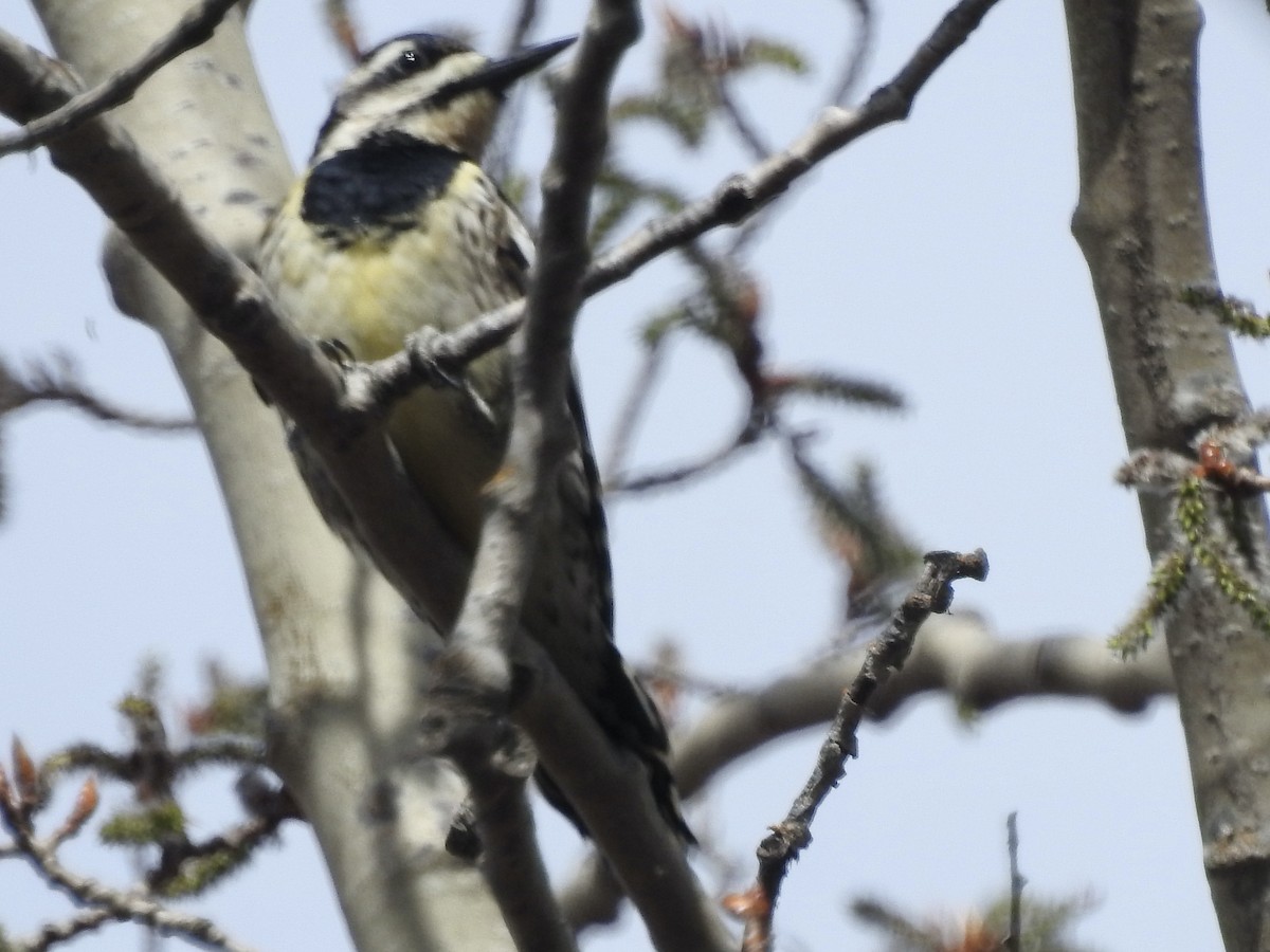 Yellow-bellied Sapsucker - Richard Lepage