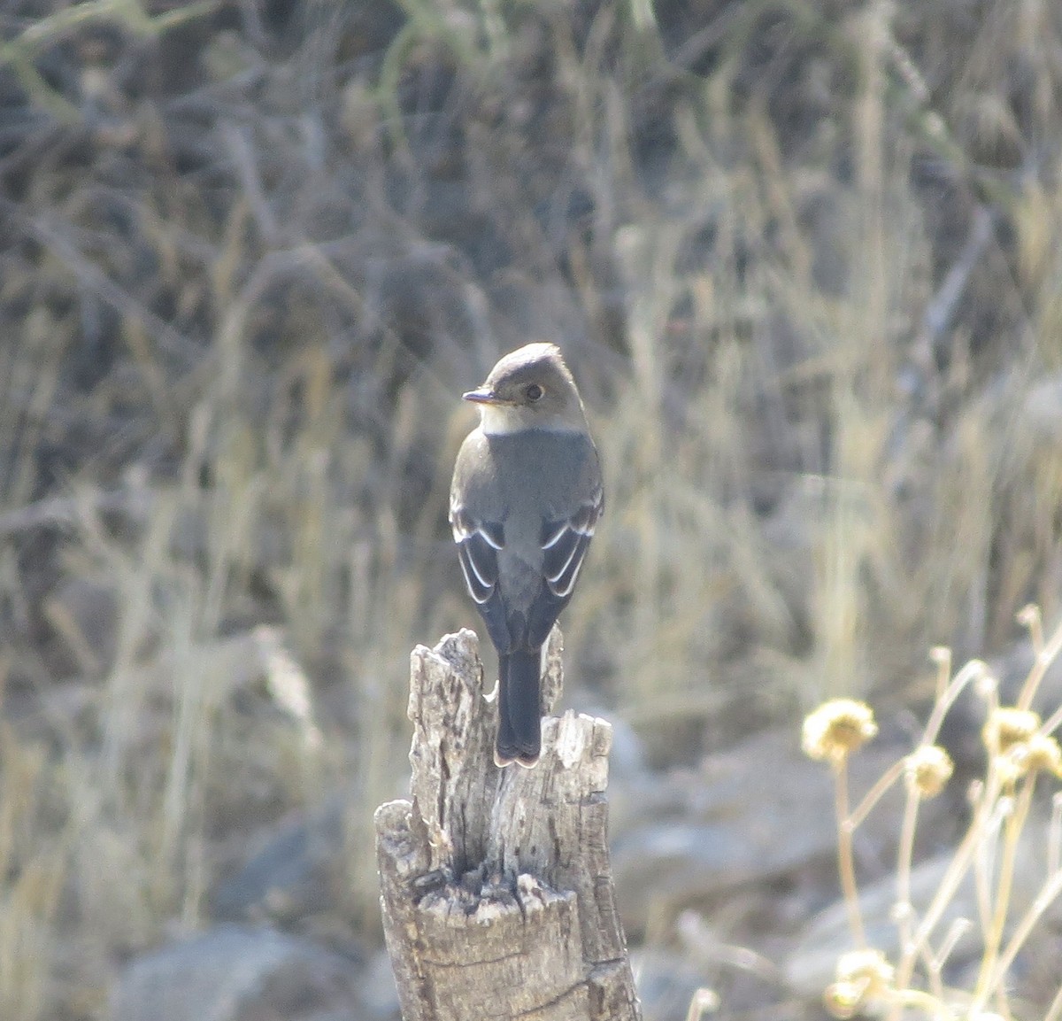 Western Wood-Pewee - Lisa Miller