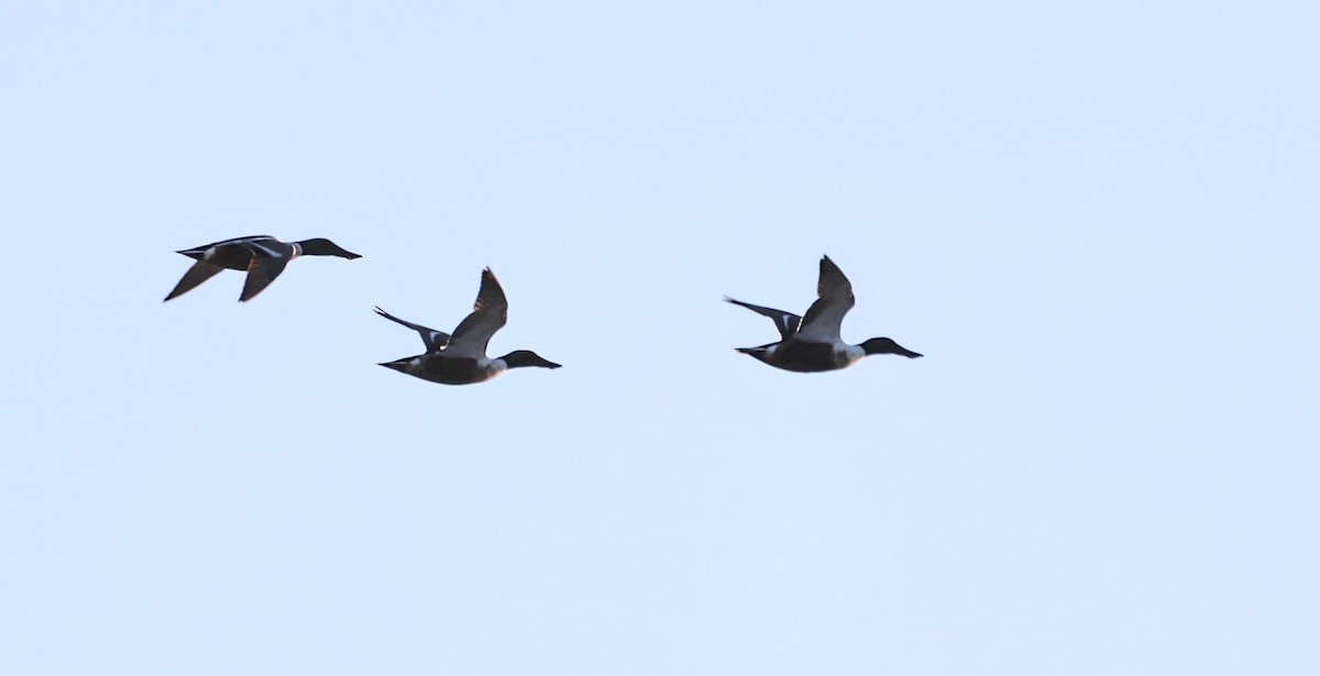 Northern Shoveler - Yves Robichaud