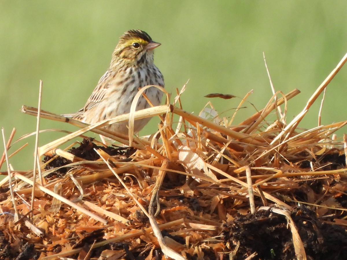 Savannah Sparrow - Pete Huffer