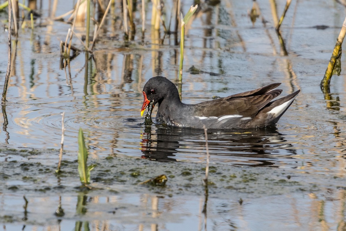 Eurasian Moorhen - Ido Ben-Itzhak