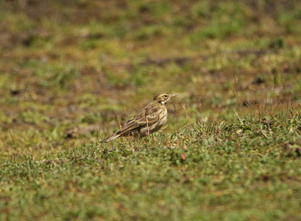 Rosy Pipit - Meruva Naga Rajesh