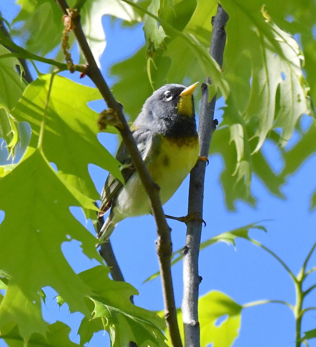 Northern Parula - Kristen Cart