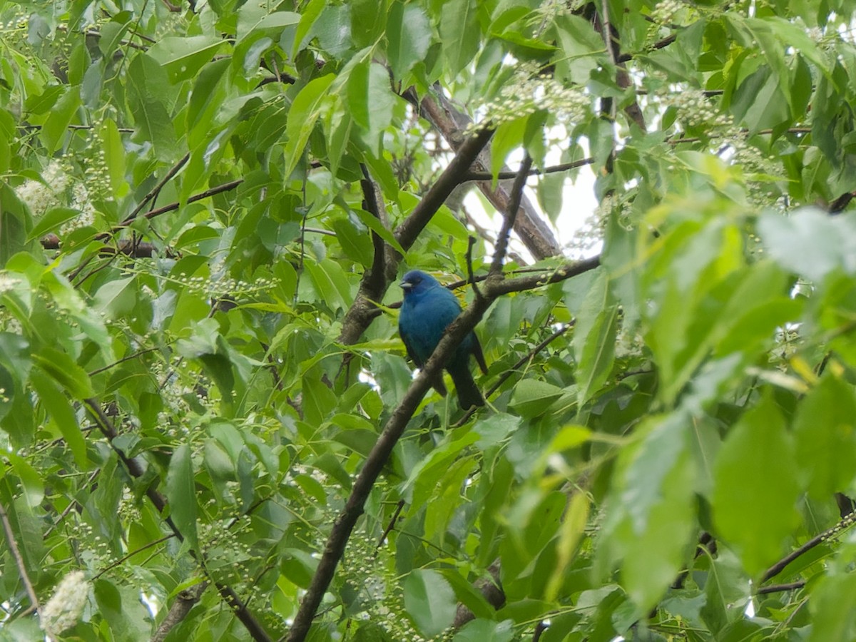 Indigo Bunting - Ankur Dave