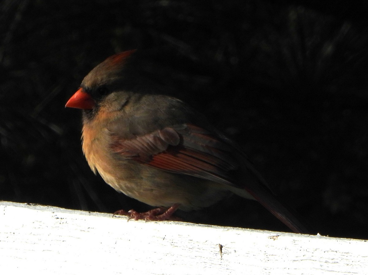 Northern Cardinal - Pete Huffer