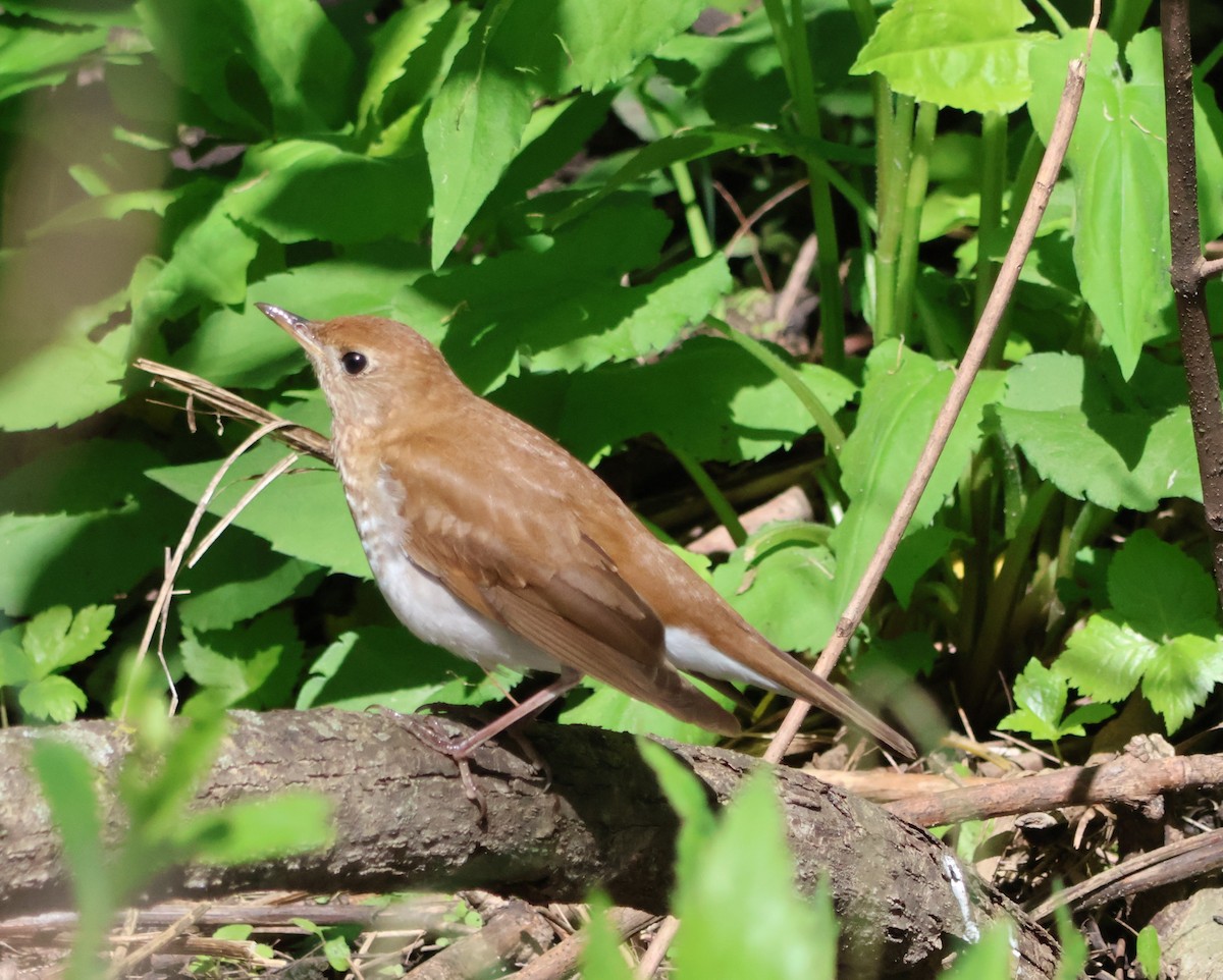 Veery - Santo A. Locasto