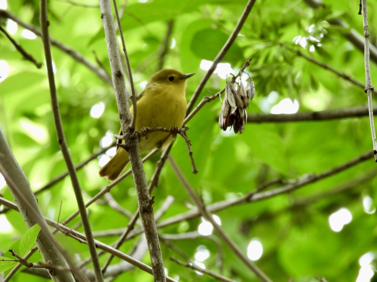 Yellow Warbler - Christopher Daniels