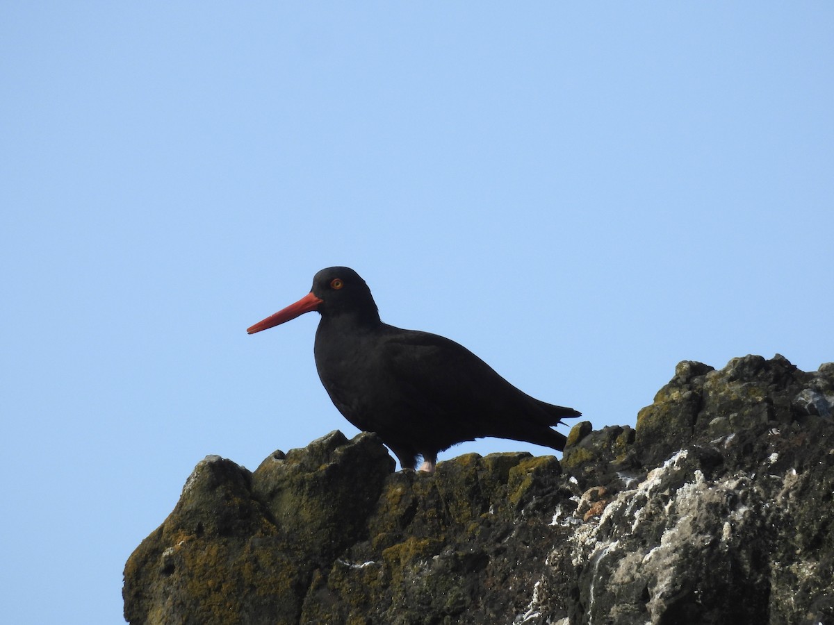 Black Oystercatcher - Anonymous