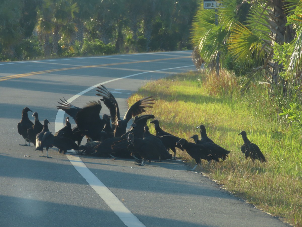 Black Vulture - Pamela Hunt