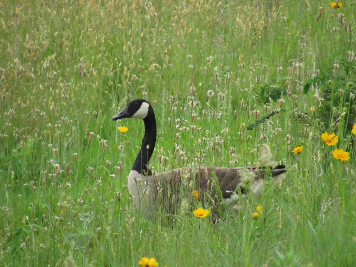 Canada Goose - ML618824450