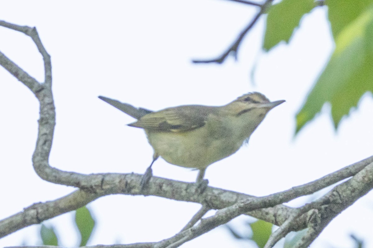 Black-whiskered Vireo - Jack Rogers