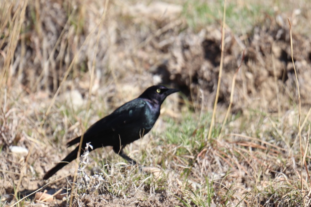 Brewer's Blackbird - BARBARA Muenchau