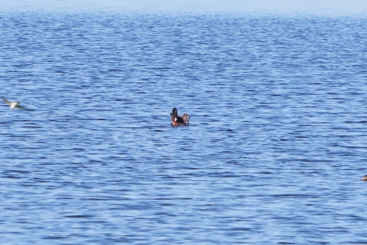 Lake Duck - ML618824498