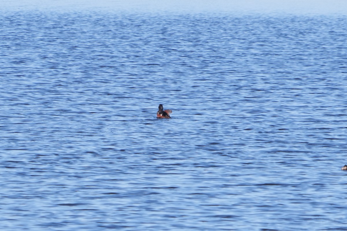 Lake Duck - ML618824499