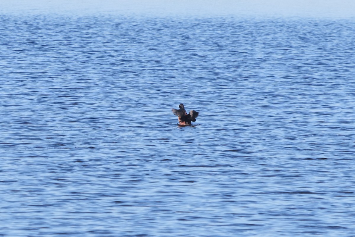 Lake Duck - Gustavo Durán