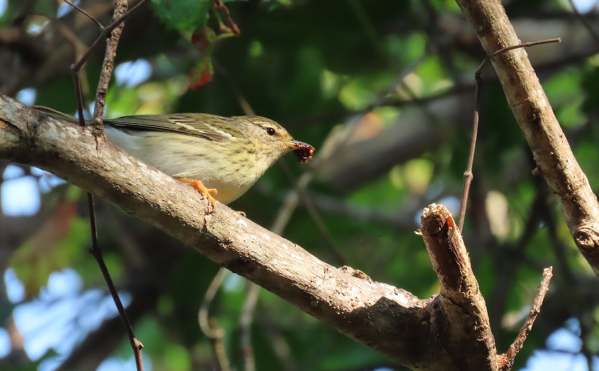 Blackpoll Warbler - Susan Young