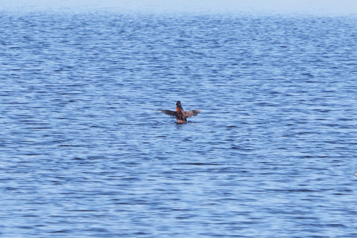 Lake Duck - Gustavo Durán