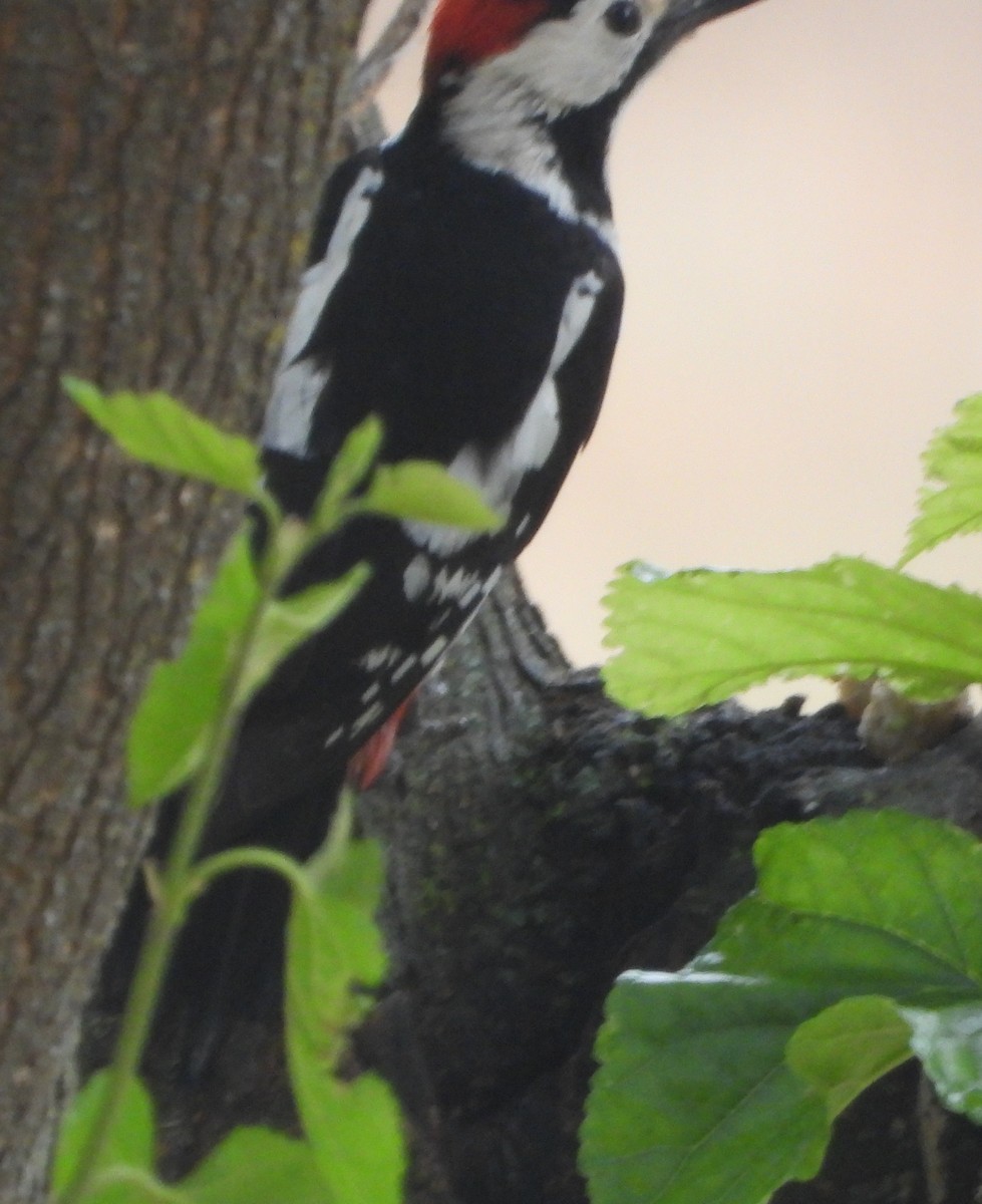 Syrian Woodpecker - Sait YALÇIN