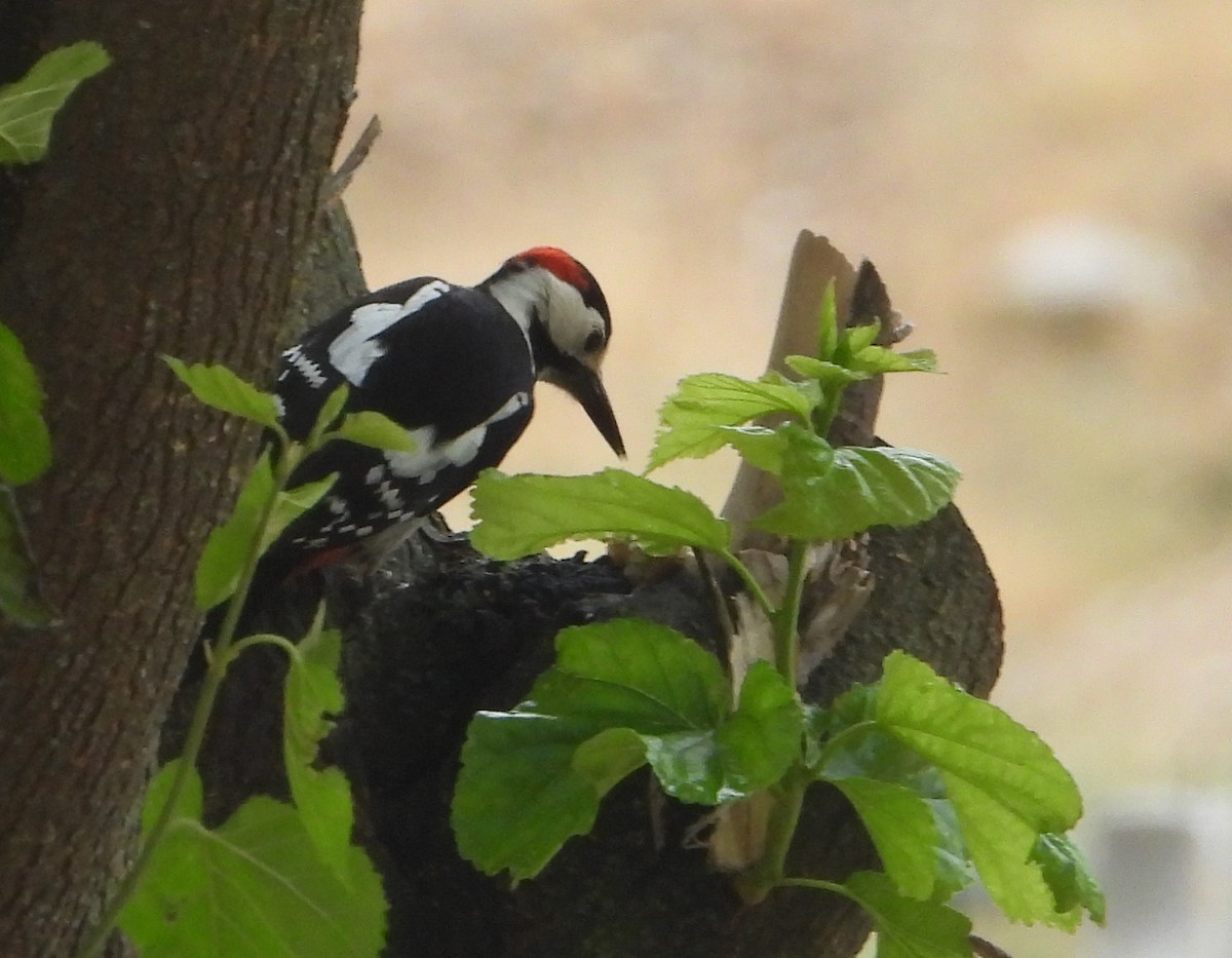 Syrian Woodpecker - ML618824506