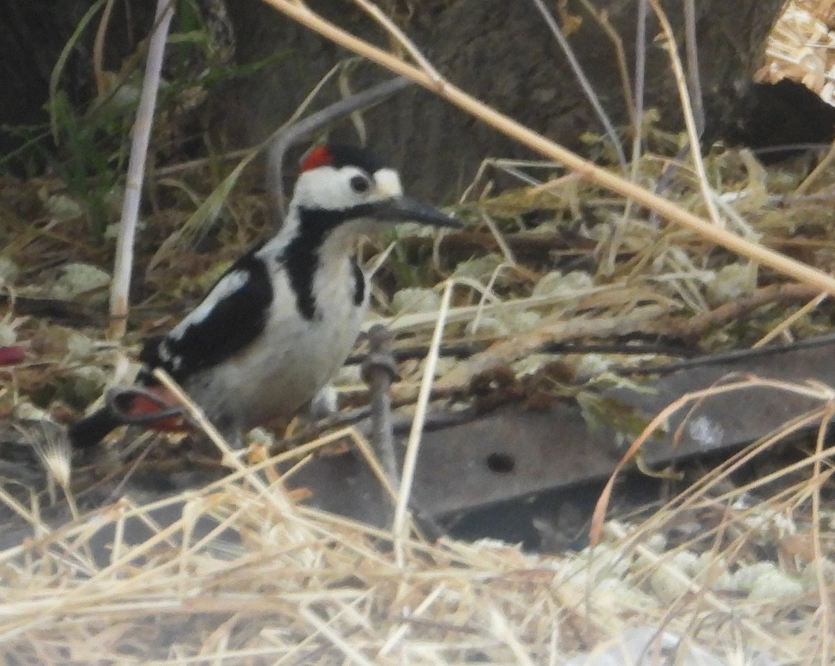 Syrian Woodpecker - Sait YALÇIN