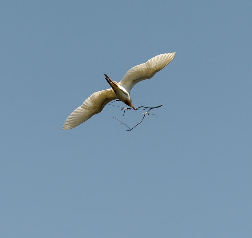 Western Cattle Egret - ML618824508