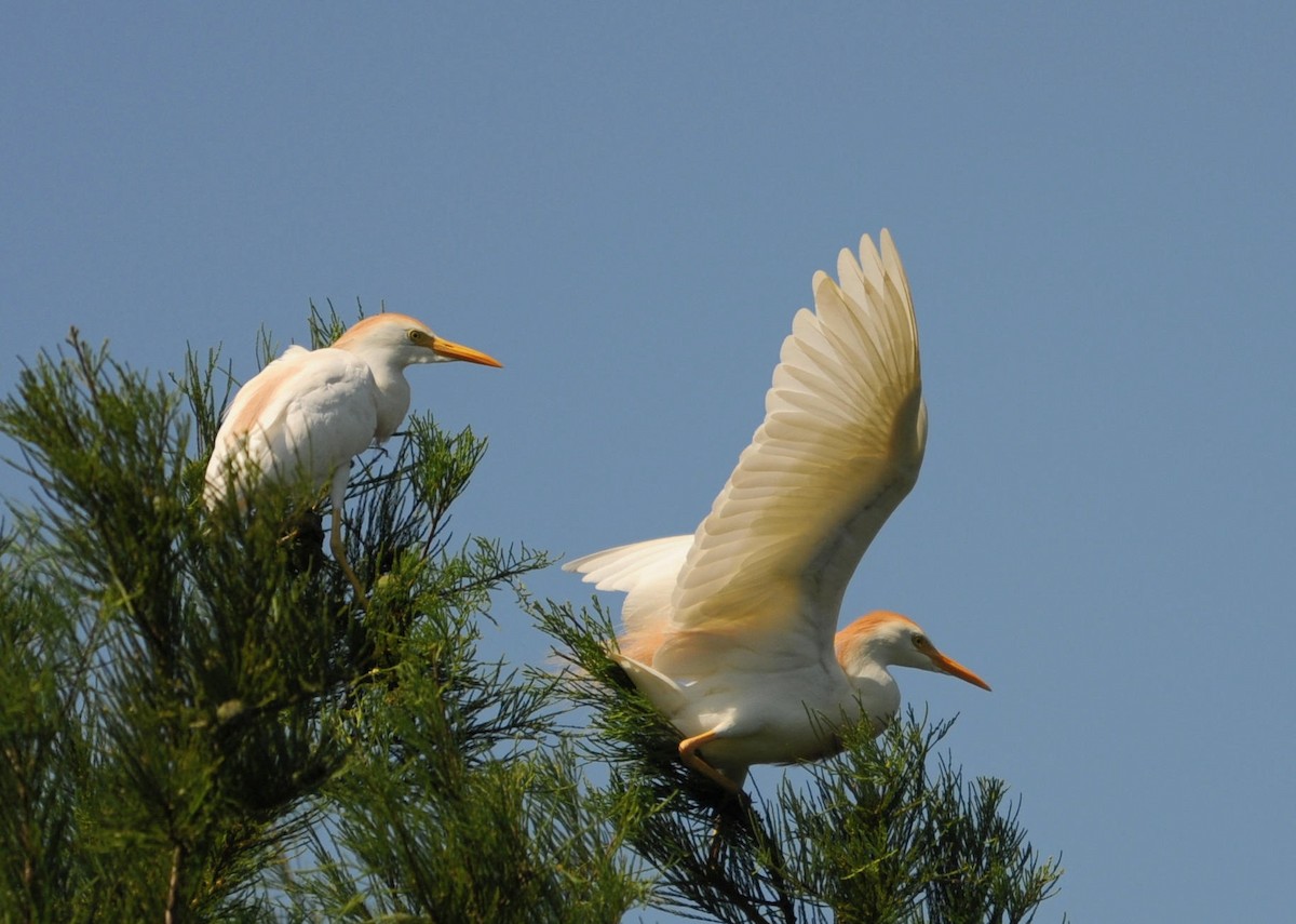 Чапля єгипетська (підвид ibis) - ML618824515