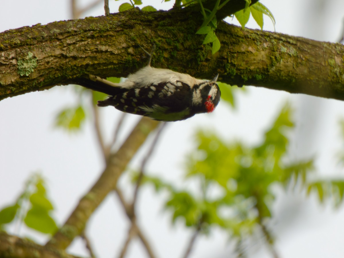 Downy Woodpecker - ML618824518