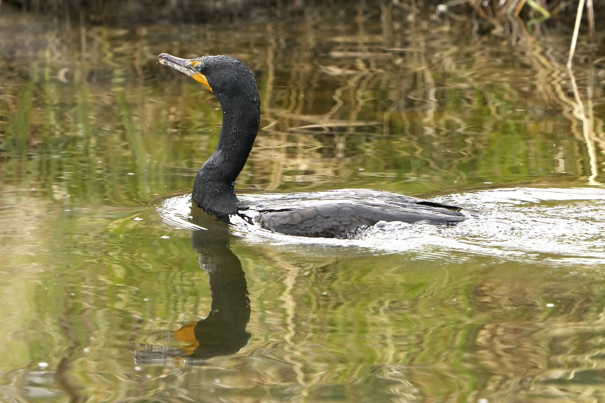 Double-crested Cormorant - ML618824526