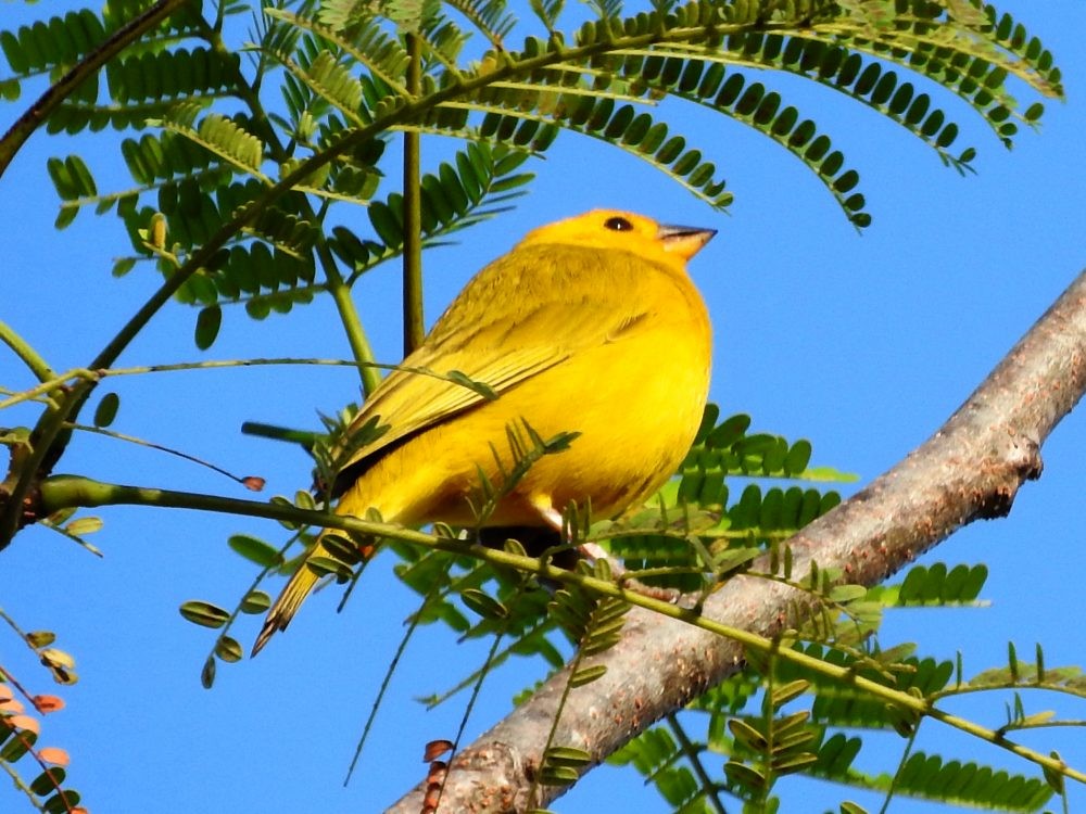 Saffron Finch - Fernando Nunes