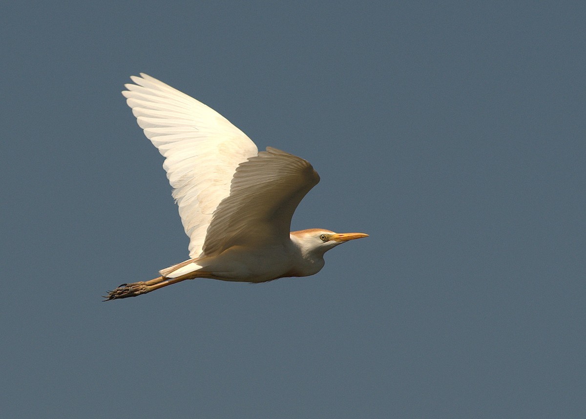 Western Cattle Egret - Leslie Holzmann