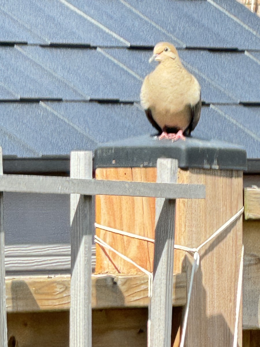 Mourning Dove - Dinesh Sikand