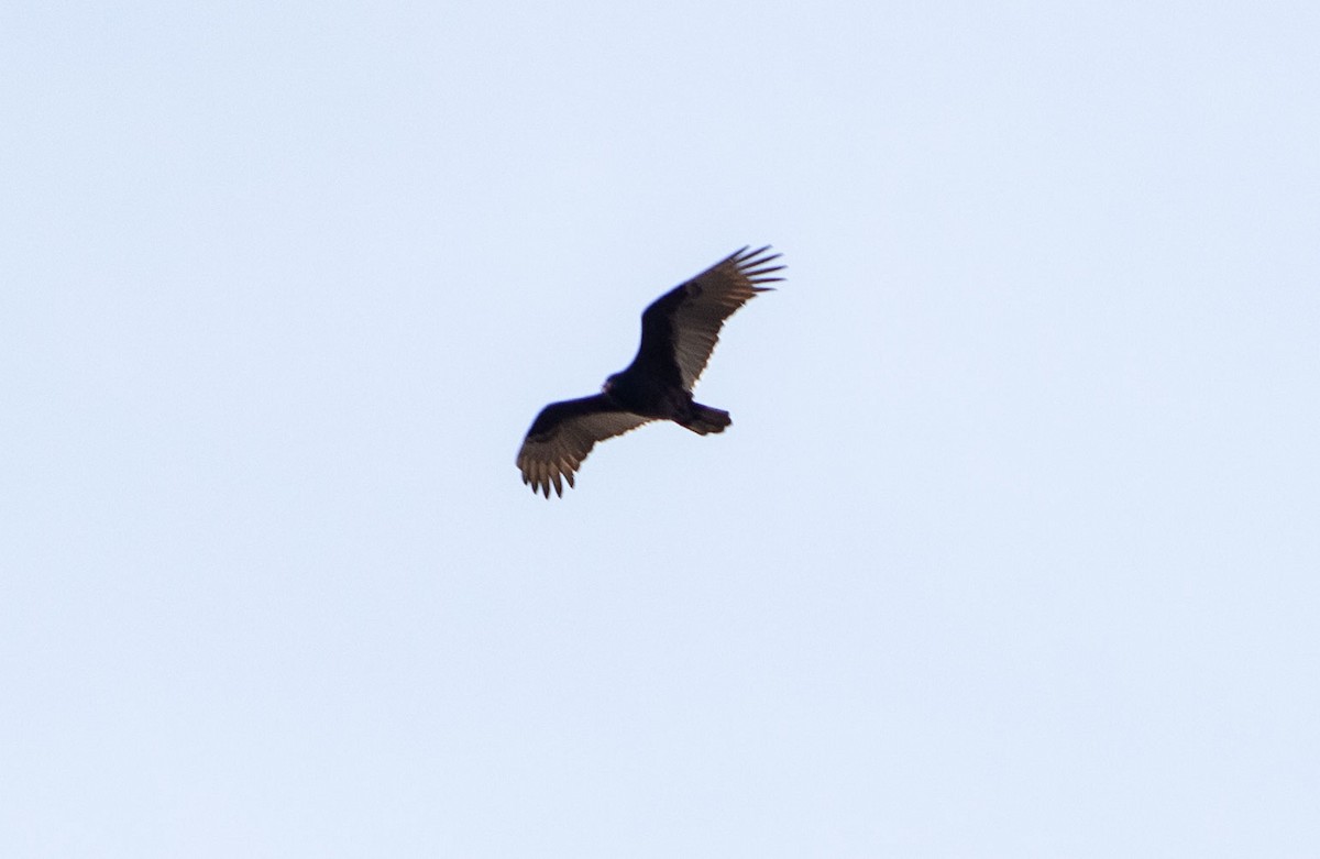 Turkey Vulture - ML618824544