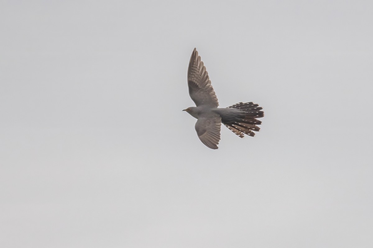 Common Cuckoo - David Campbell