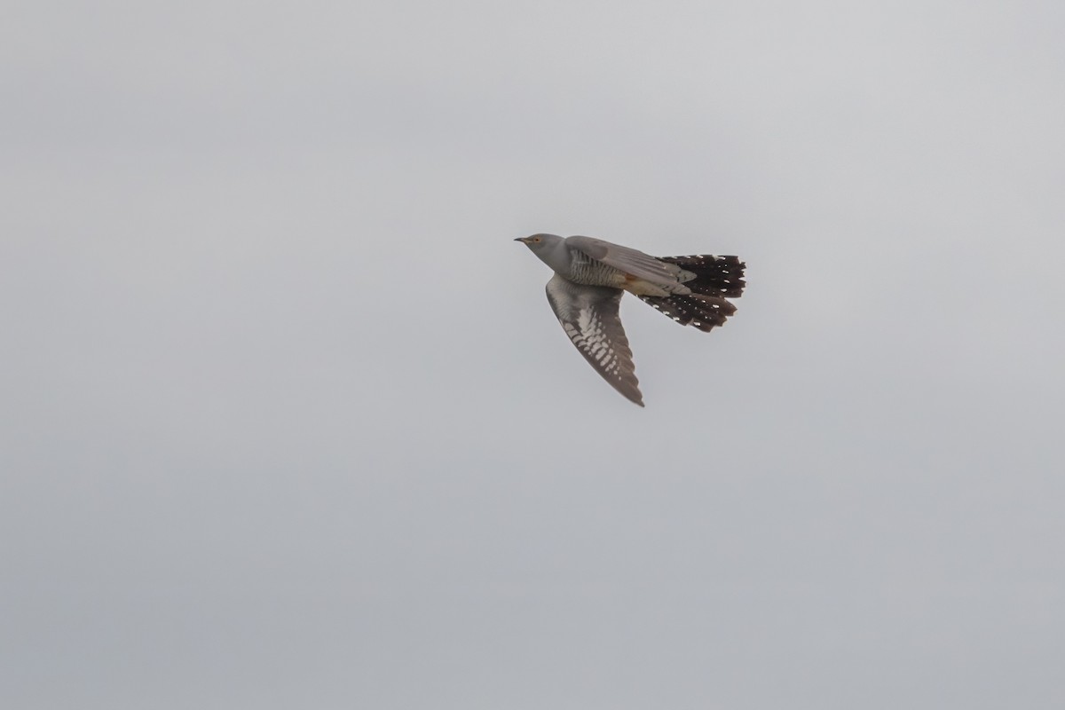 Common Cuckoo - David Campbell
