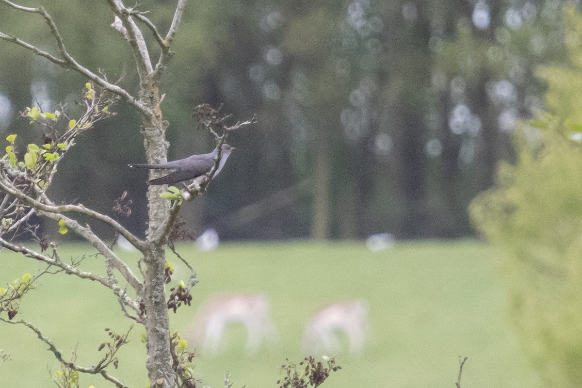 Common Cuckoo - David Campbell