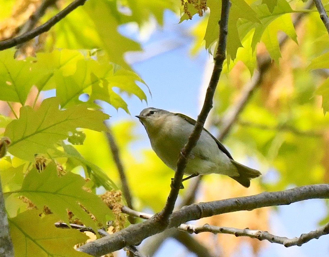 Tennessee Warbler - Kristen Cart