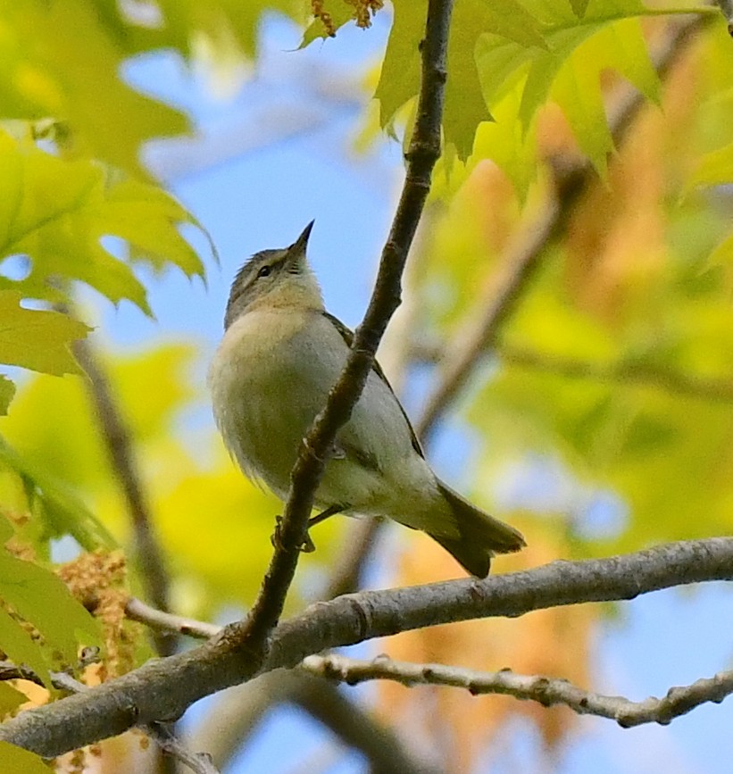 Tennessee Warbler - Kristen Cart