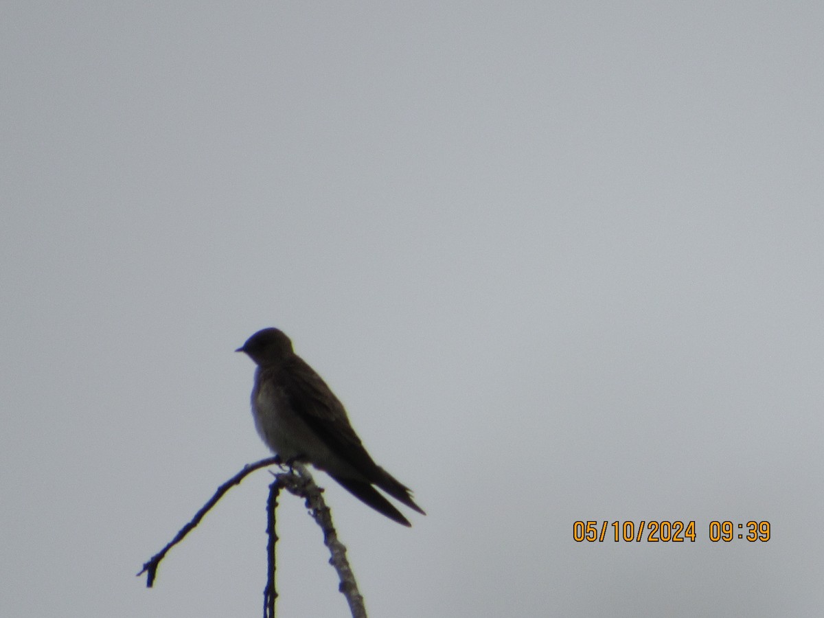 Northern Rough-winged Swallow - crdf bird